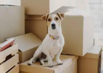 Pet Relocation